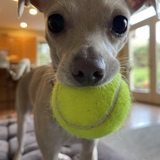 Entry image for Nala