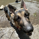 Entry image for Lumberjack 