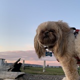 Entry image for Cocoa