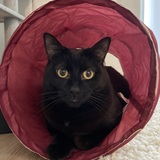 Entry image for CocoMax