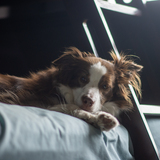 Entry image for Clove