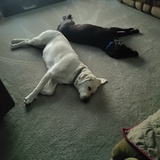 Entry image for Luna and Sudo