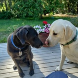 Entry image for Sudo and Luna