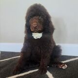 Entry image for Melania