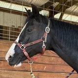 Entry image for Fancy