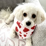 Entry image for Teddy