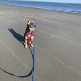 Entry image for Stitch 