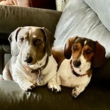 Entry image for Otto&Milo