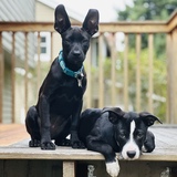 Entry image for Daisy and Rosie