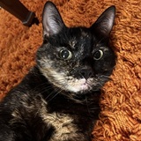 Entry image for Poppy