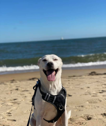 Maverick