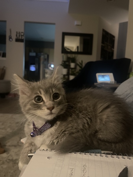 Madam Meow 