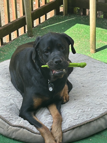KreeBear 