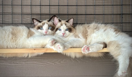 Captain Boots and Princess Buttercup