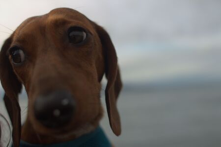 Ollie Bean