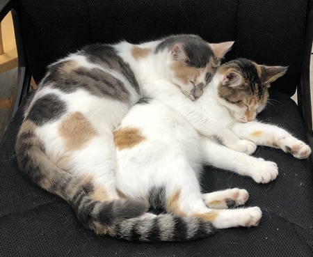 Felicity and Flavia 