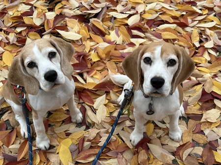 Gracie and Porter