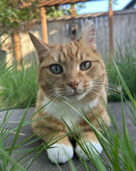 Tombob