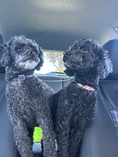 Ryder & Riley