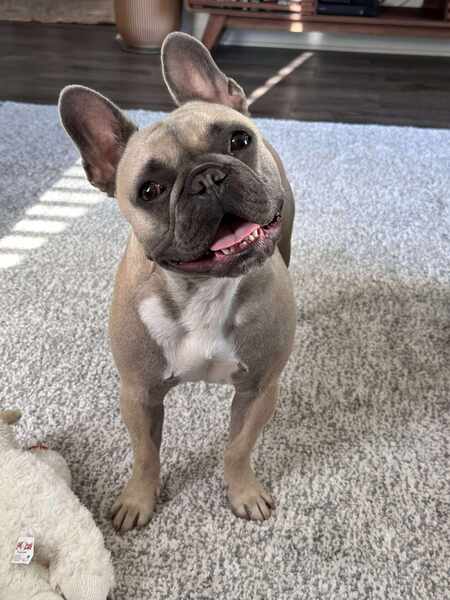 Entry image for Bruno. Clicking this image will show a larger photo