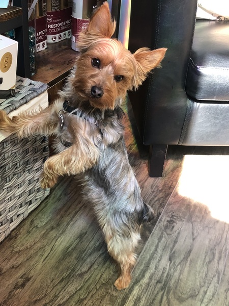 Entry image for Bodhizafa the Salon Yorkie. Clicking this image will show a larger photo