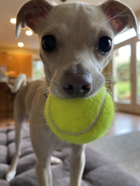 Entry image for Nala. Clicking this image will show a larger photo