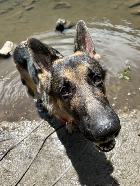 Entry image for Lumberjack . Clicking this image will show a larger photo