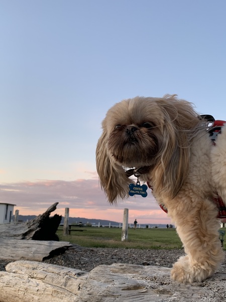 Entry image for Cocoa. Clicking this image will show a larger photo