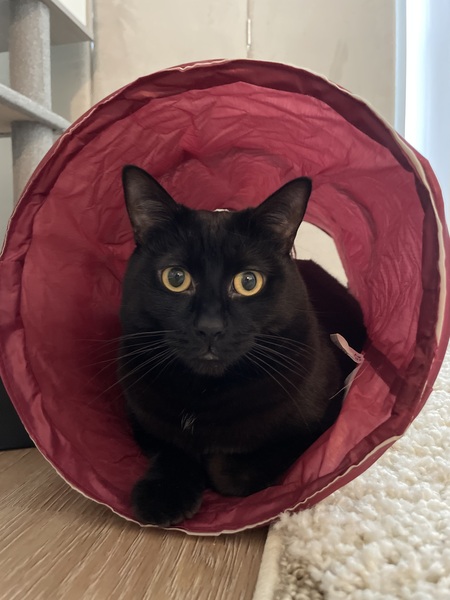 Entry image for CocoMax. Clicking this image will show a larger photo