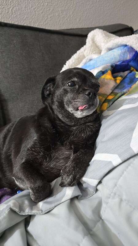 Entry image for Princess Katie. Clicking this image will show a larger photo