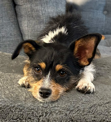 Entry image for Habibti. Clicking this image will show a larger photo