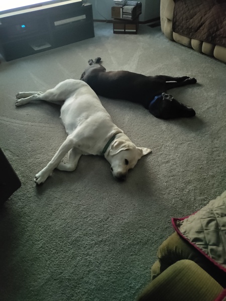 Entry image for Luna and Sudo. Clicking this image will show a larger photo