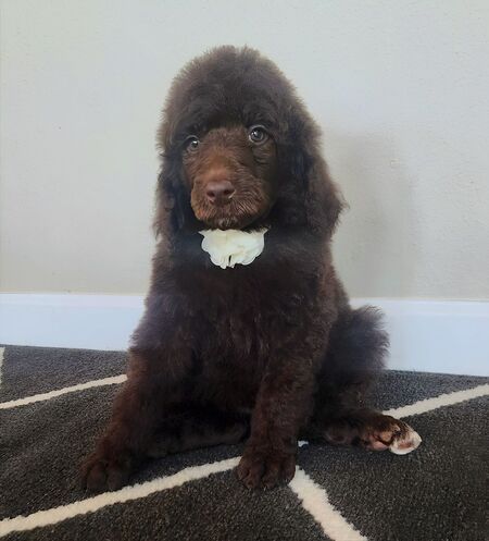 Entry image for Melania. Clicking this image will show a larger photo