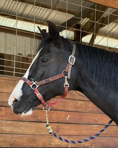 Entry image for Fancy. Clicking this image will show a larger photo