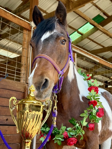 Entry image for Jewel. Clicking this image will show a larger photo