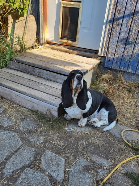 Entry image for Bergey. Clicking this image will show a larger photo