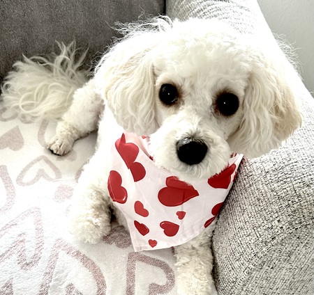 Entry image for Teddy. Clicking this image will show a larger photo