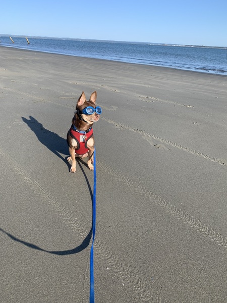 Entry image for Stitch . Clicking this image will show a larger photo