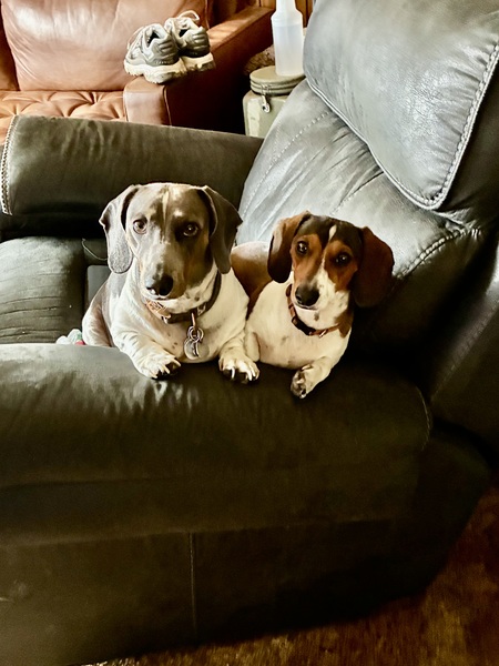 Entry image for Otto&Milo. Clicking this image will show a larger photo