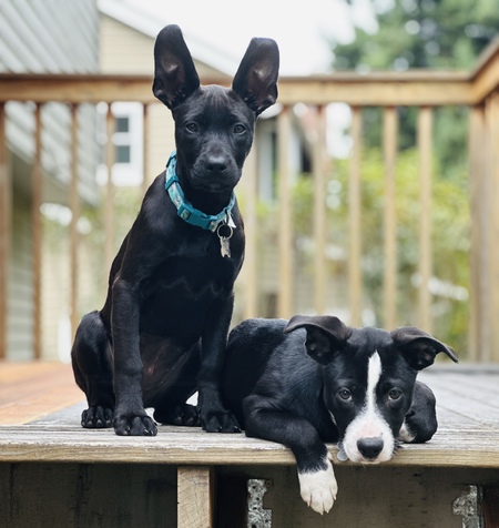 Entry image for Daisy and Rosie. Clicking this image will show a larger photo