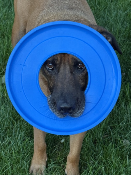 Entry image for Carson. Clicking this image will show a larger photo