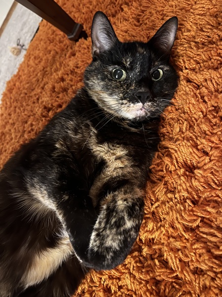 Entry image for Poppy. Clicking this image will show a larger photo