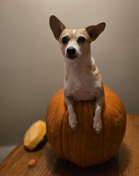 Entry image for Jemma. Clicking this image will show a larger photo