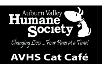 AVHS Cat Cafe