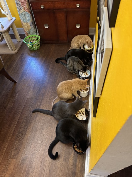 Asiago, Bunsen, Skeeter, Muenster, Waldorf, & Taleggio