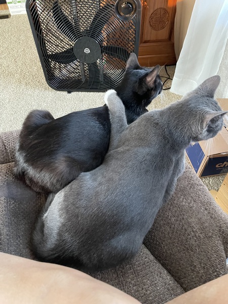 Samson (grey) Tucker (black)