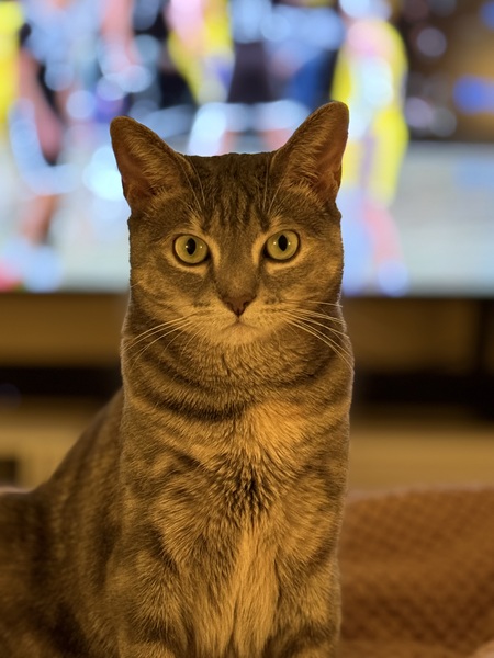 Willow