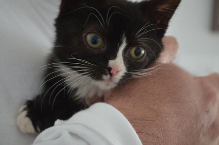Oreo