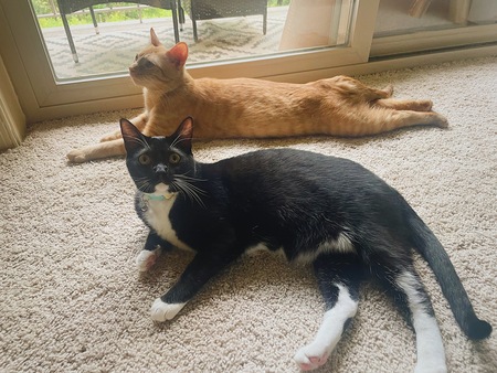 Pumpkin Pie & Cherry Pie