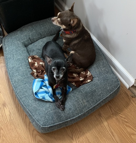 Maddie (black) and Carlito (brown) 